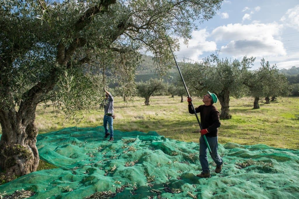 Apanha da azeitona @fabricadouro