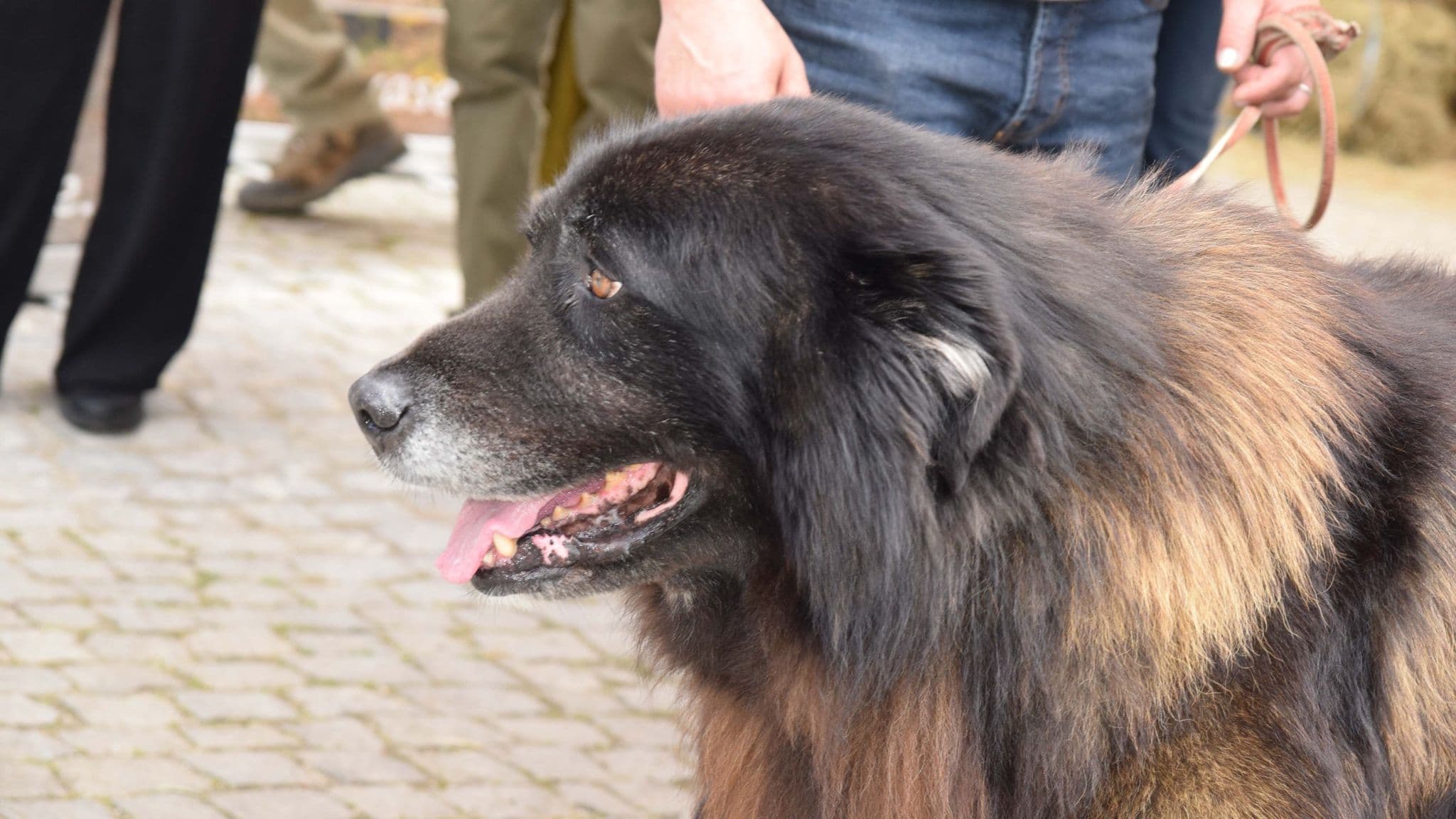 Cão Serra da Estrela @CM Seia