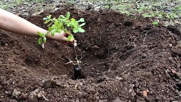 Plantar @Plantar uma Árvore