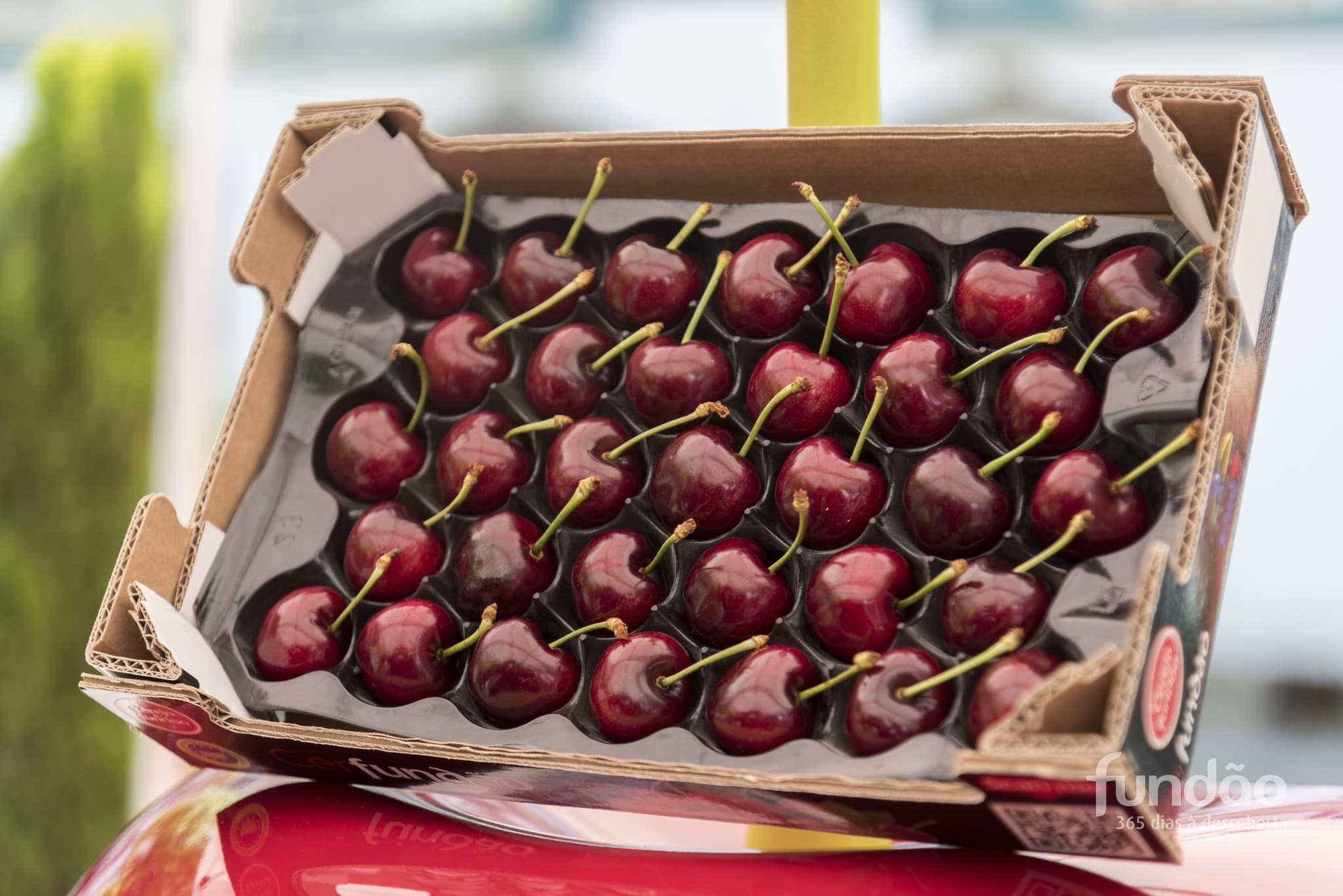 Cerejas @CM Fundão