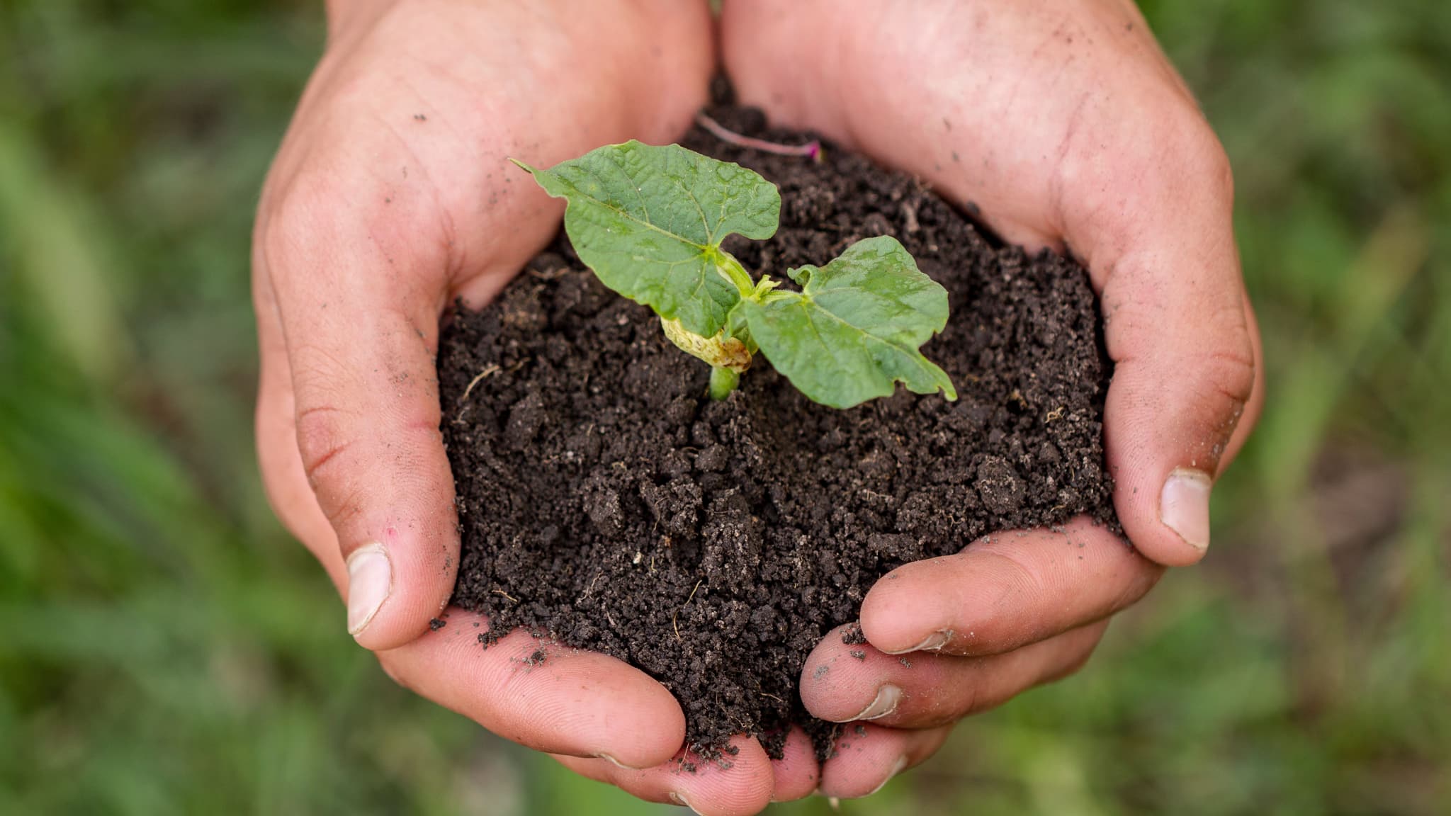 Agroecologia @freepik