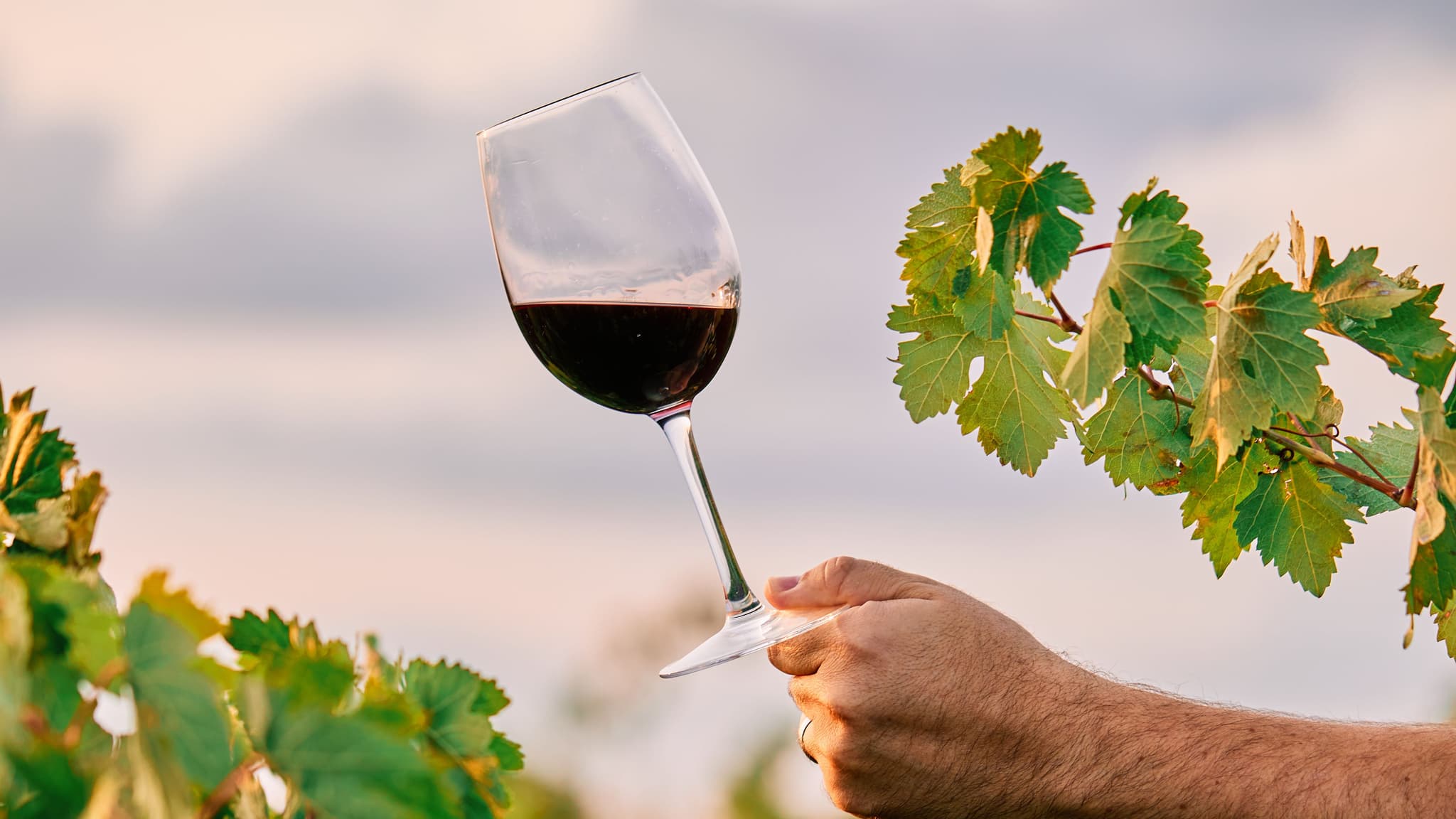 Vinho @wirestock