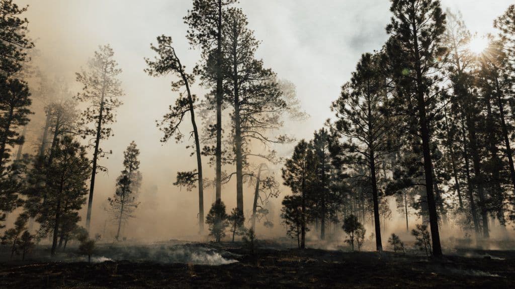 Incêndios Florestais @PJ