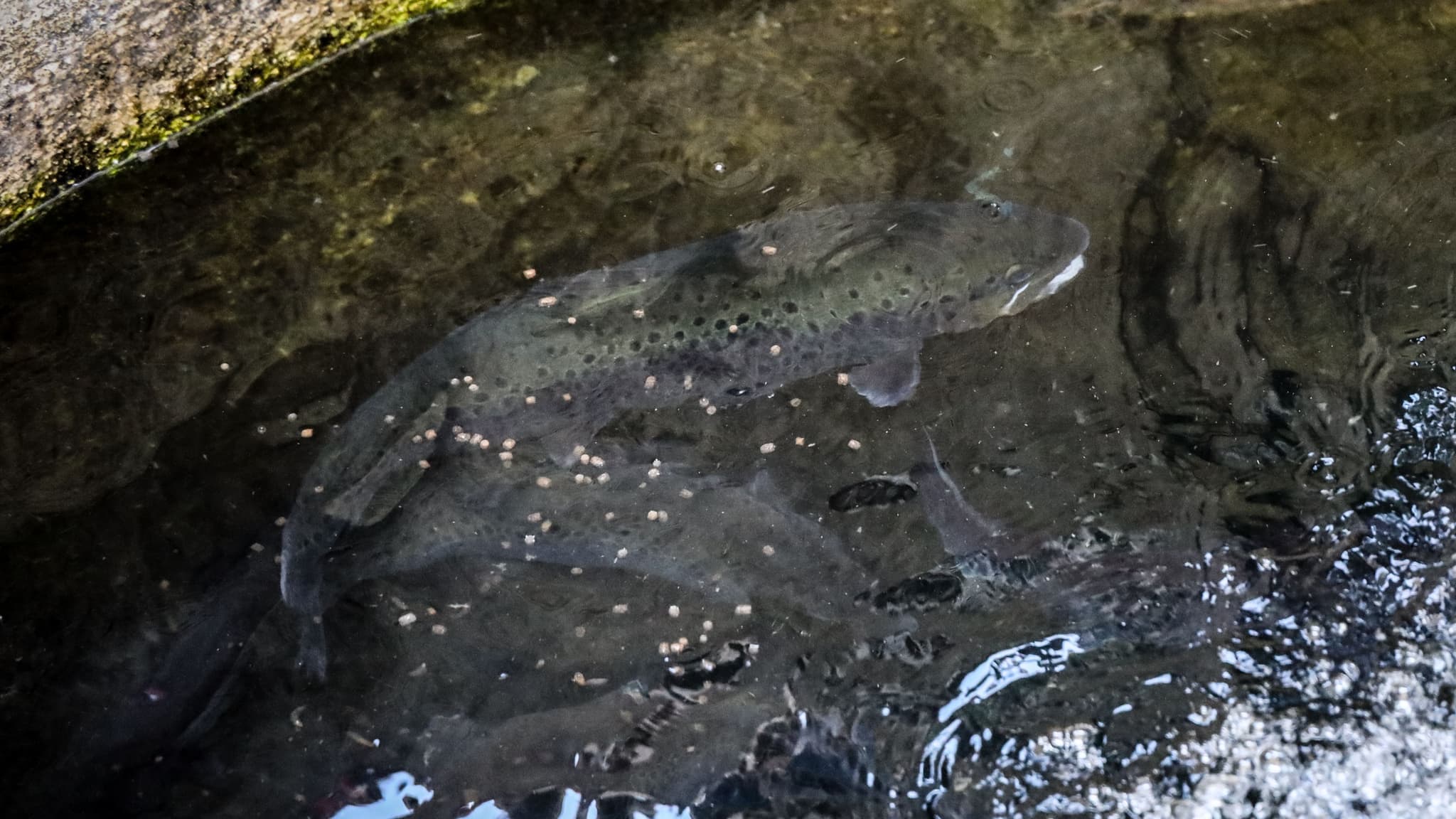 Ciclo da Truta de Góis - Parque da Monteira @CMG
