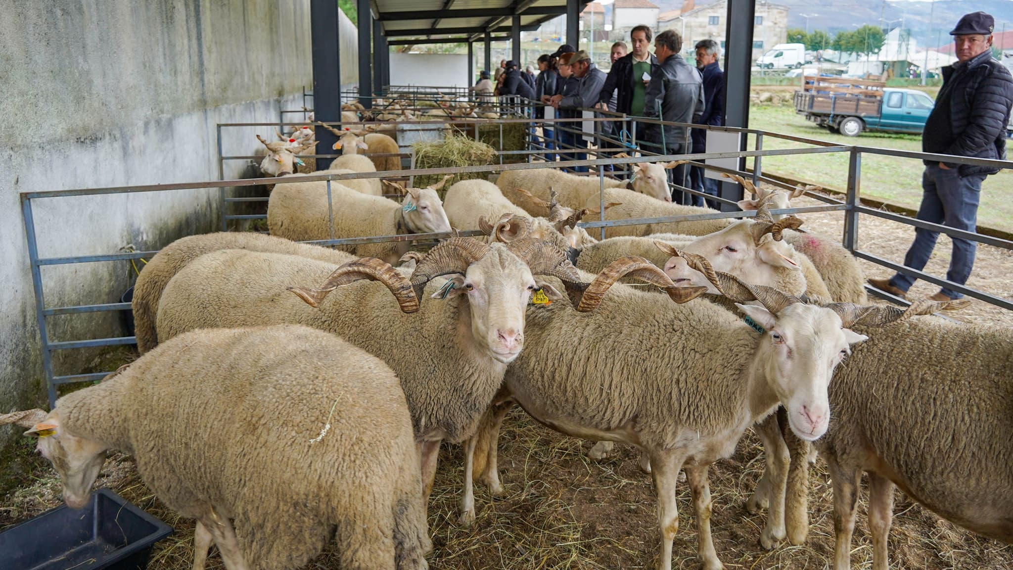 Festival do Borrego Serra da Estrela DOP @CMCB