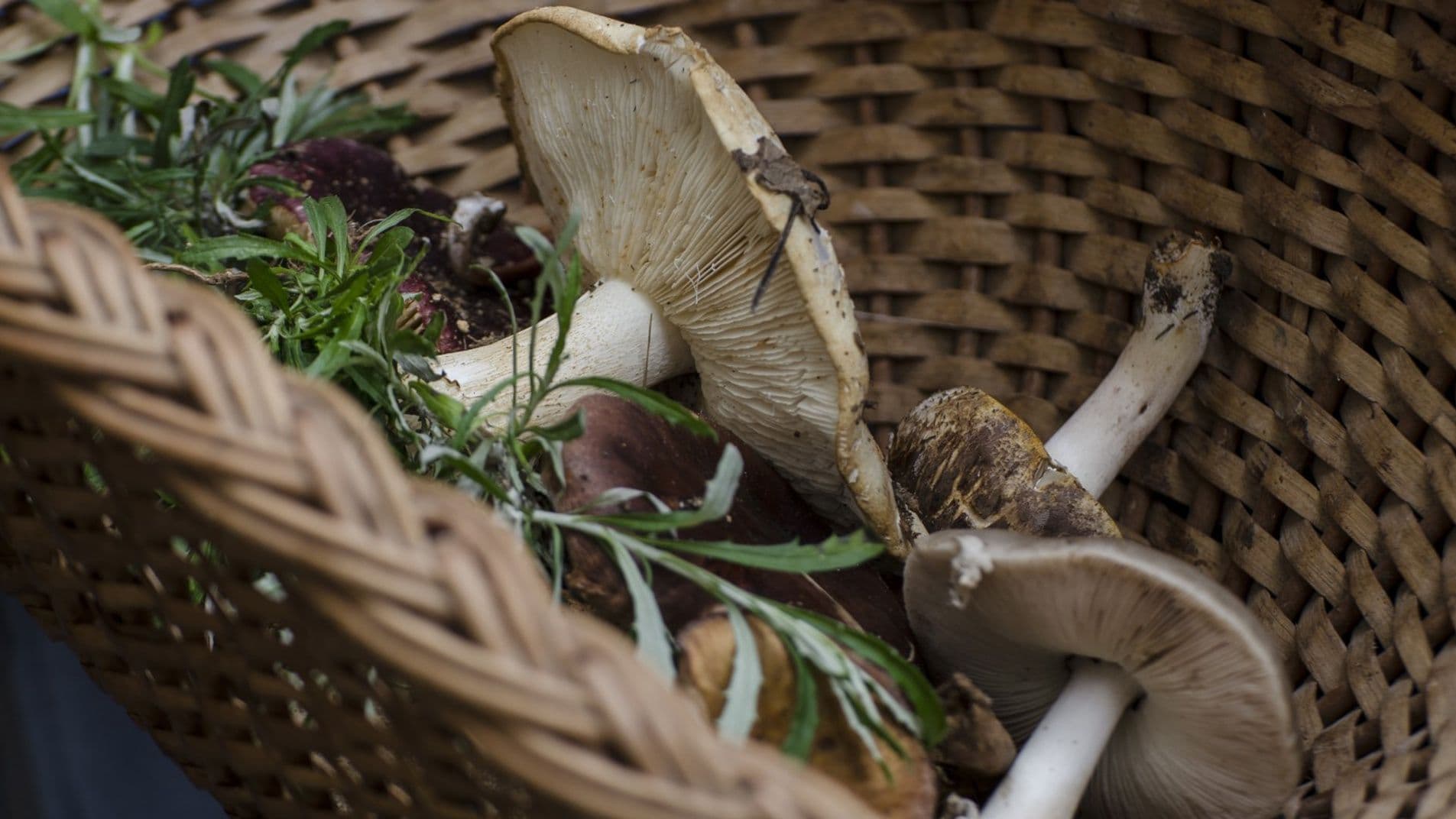 Míscaro @Aldeias de Xisto