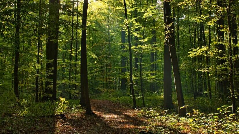 Floresta @wirestock freepik