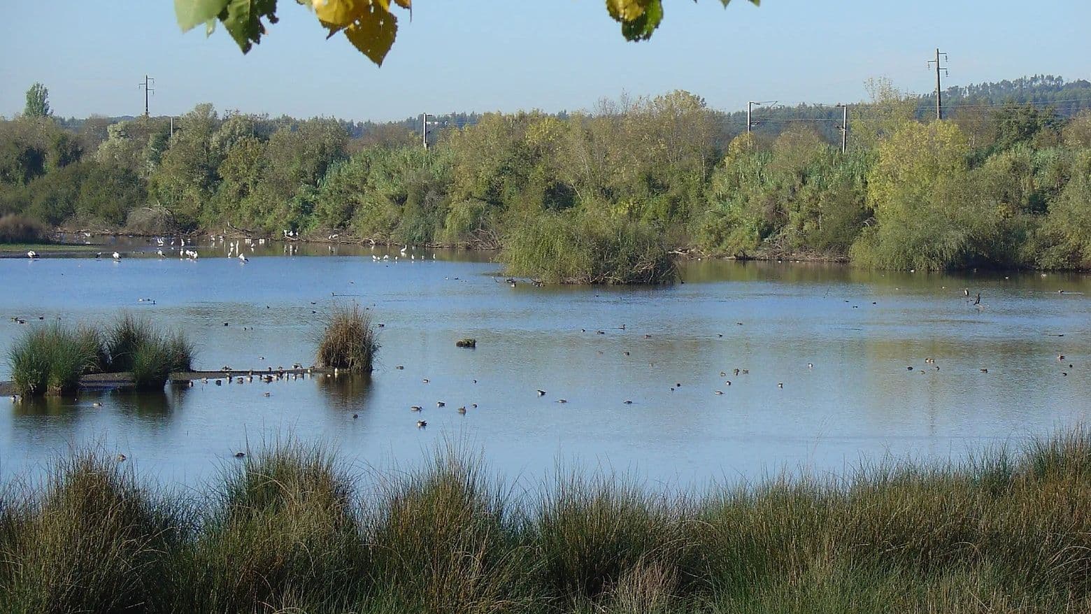 Reserva Natural do Paul do Boquilobo @RNPB