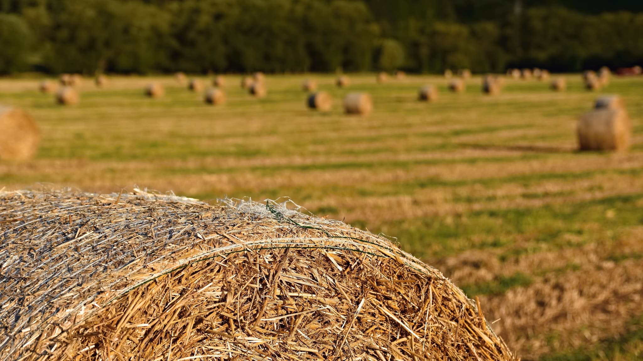 Agricultura @montypeter freepik