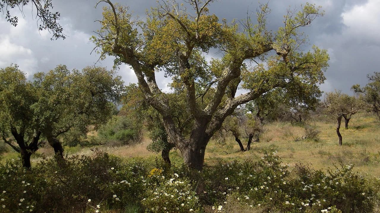 Sobreiros ©A_Different_Perspective_