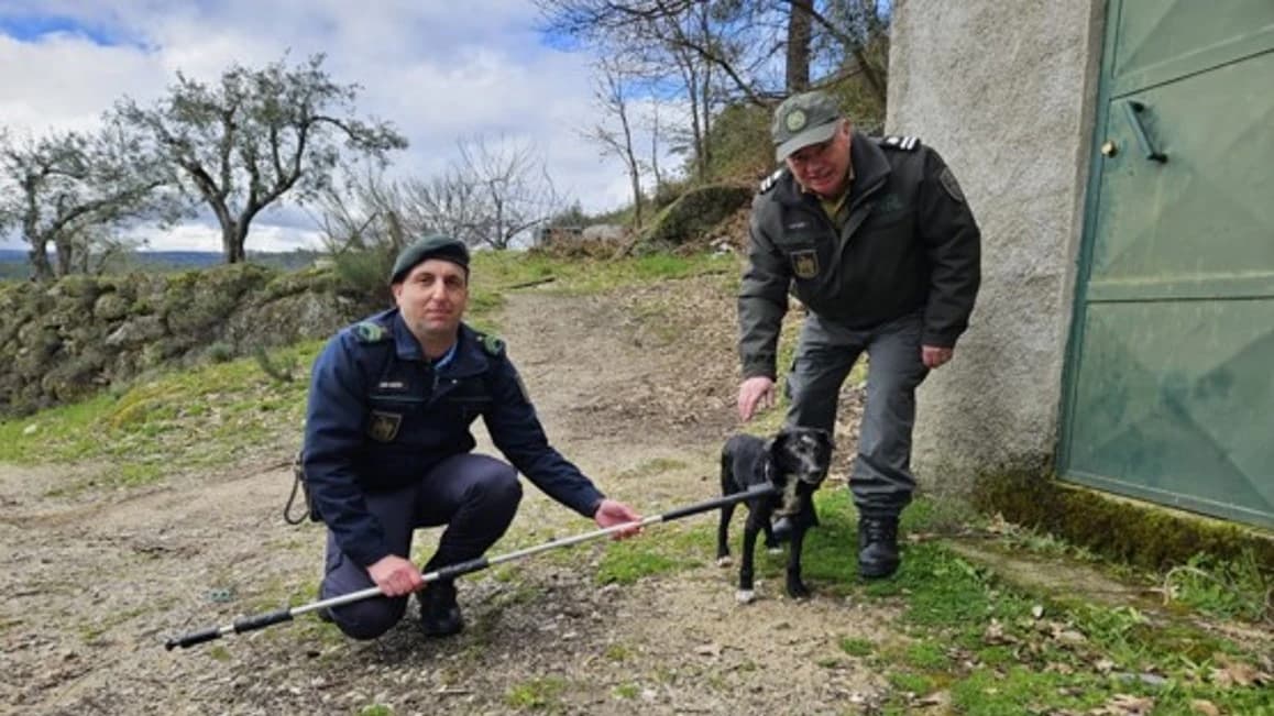 Militares resgatam o animal @GNR Guarda 