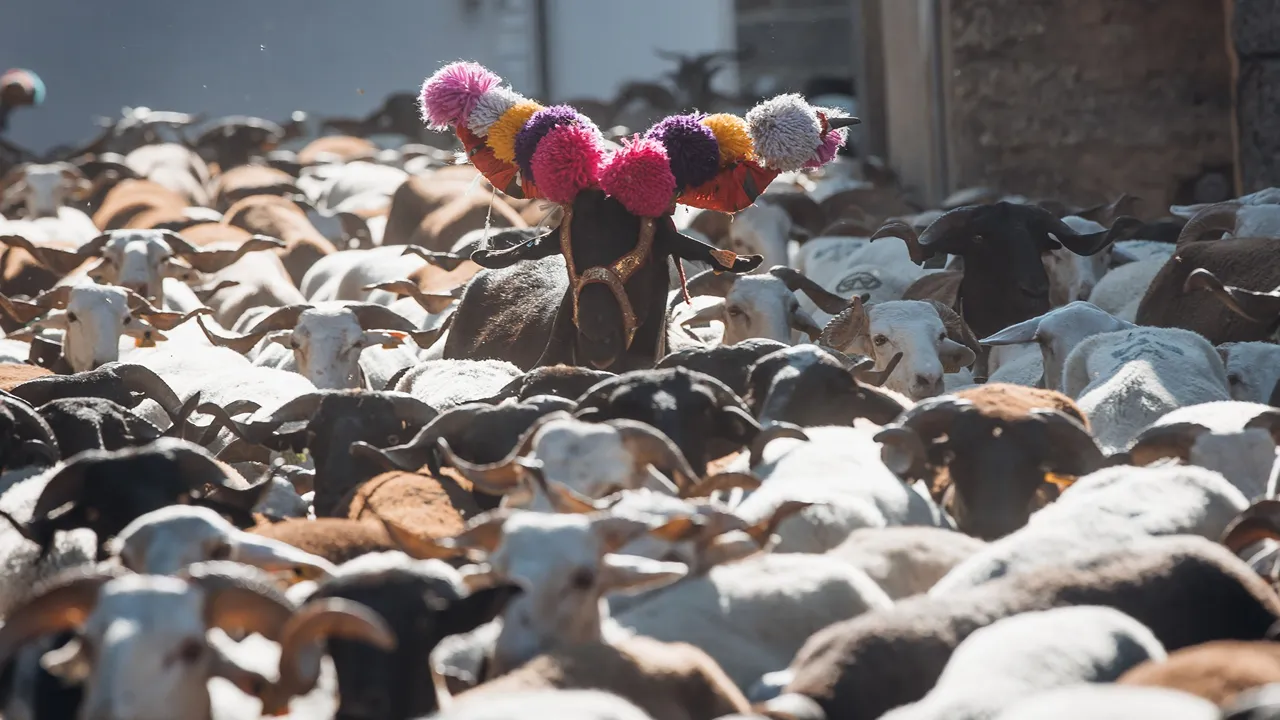 Romaria das Ovelhas @Terras da Transumância 