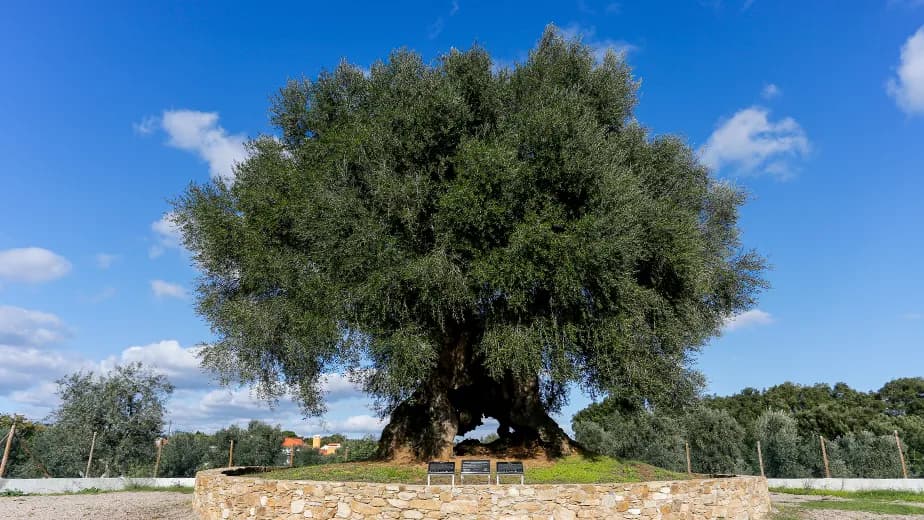 Oliveira do Mouchão ©CM Abrantes