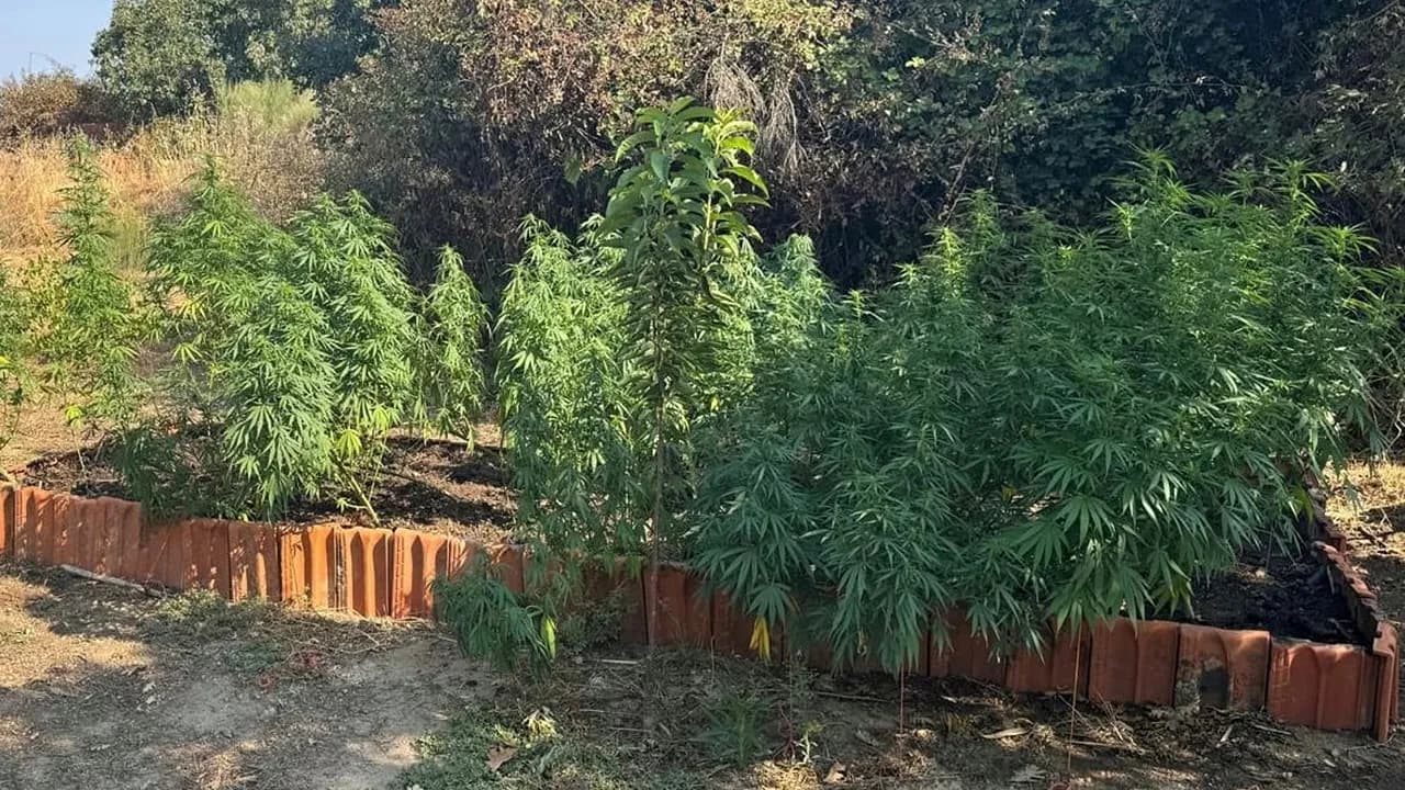 Cultivo de canábis @GNR