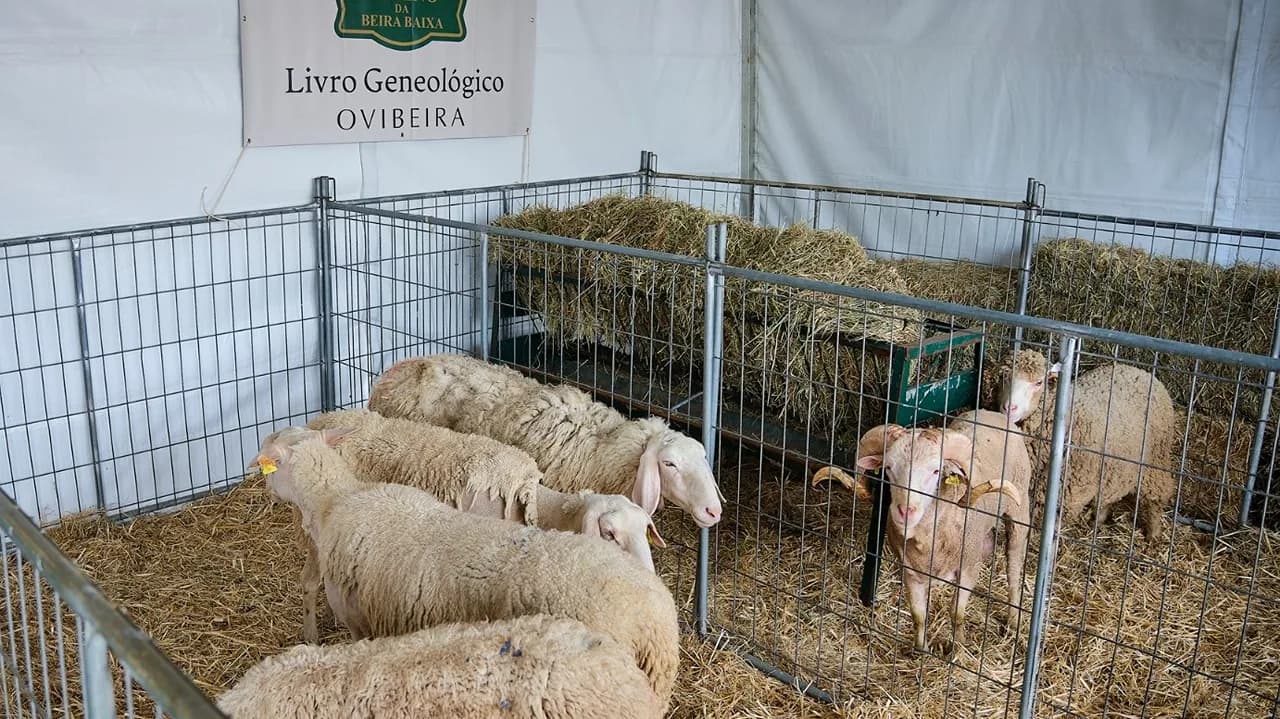 Animais de gado @CM Castelo Branco