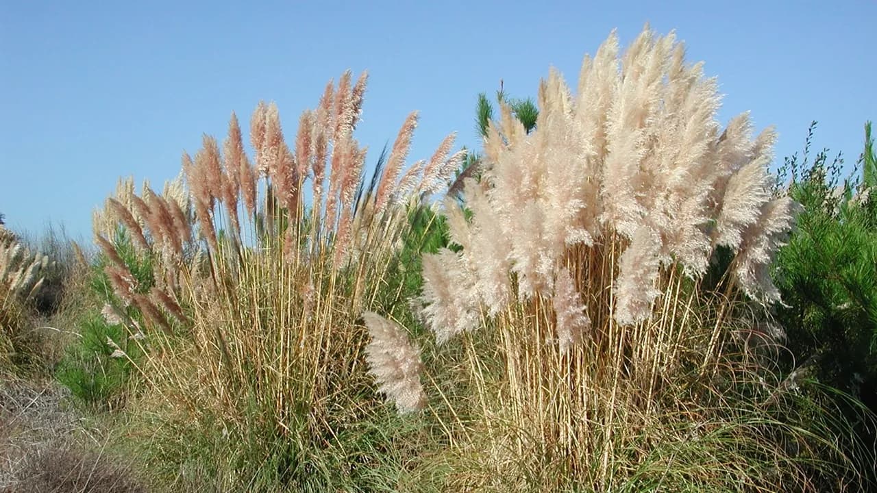 Erva-das-pampas @ESAC