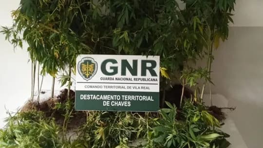 Apreensão Canabis ©GNR