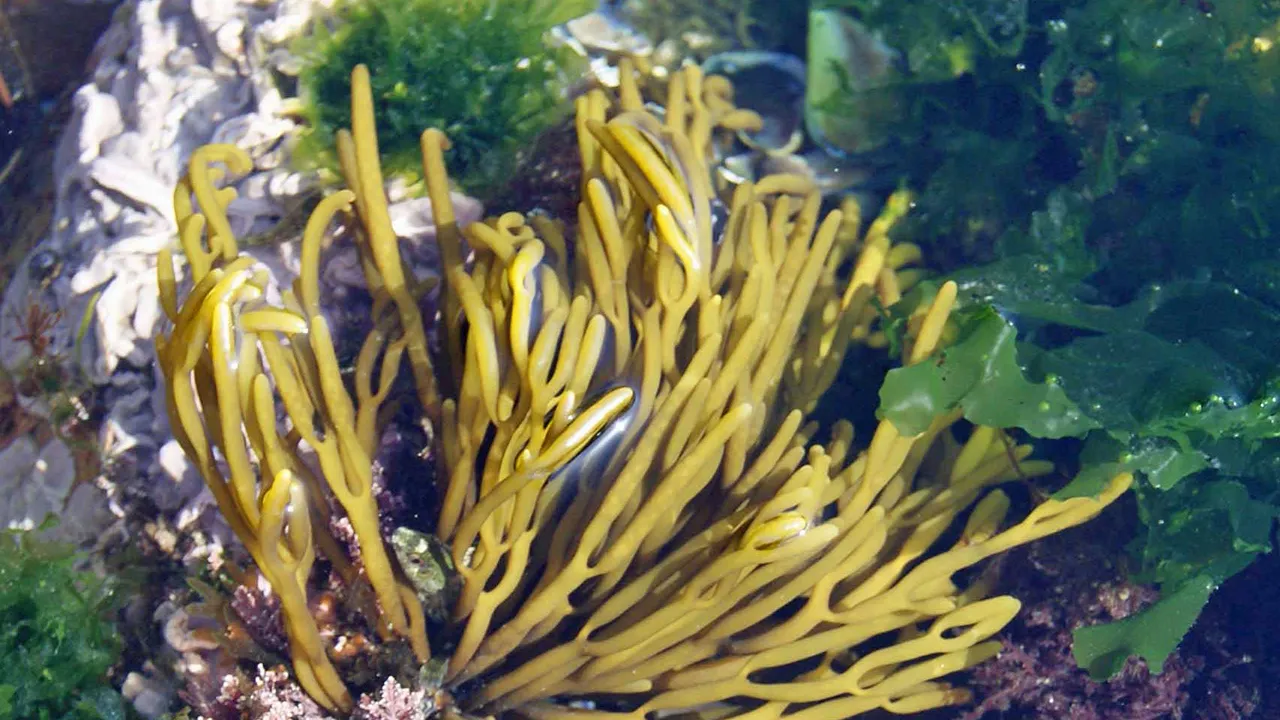 Bifurcaria bifurcata @FCTUC 