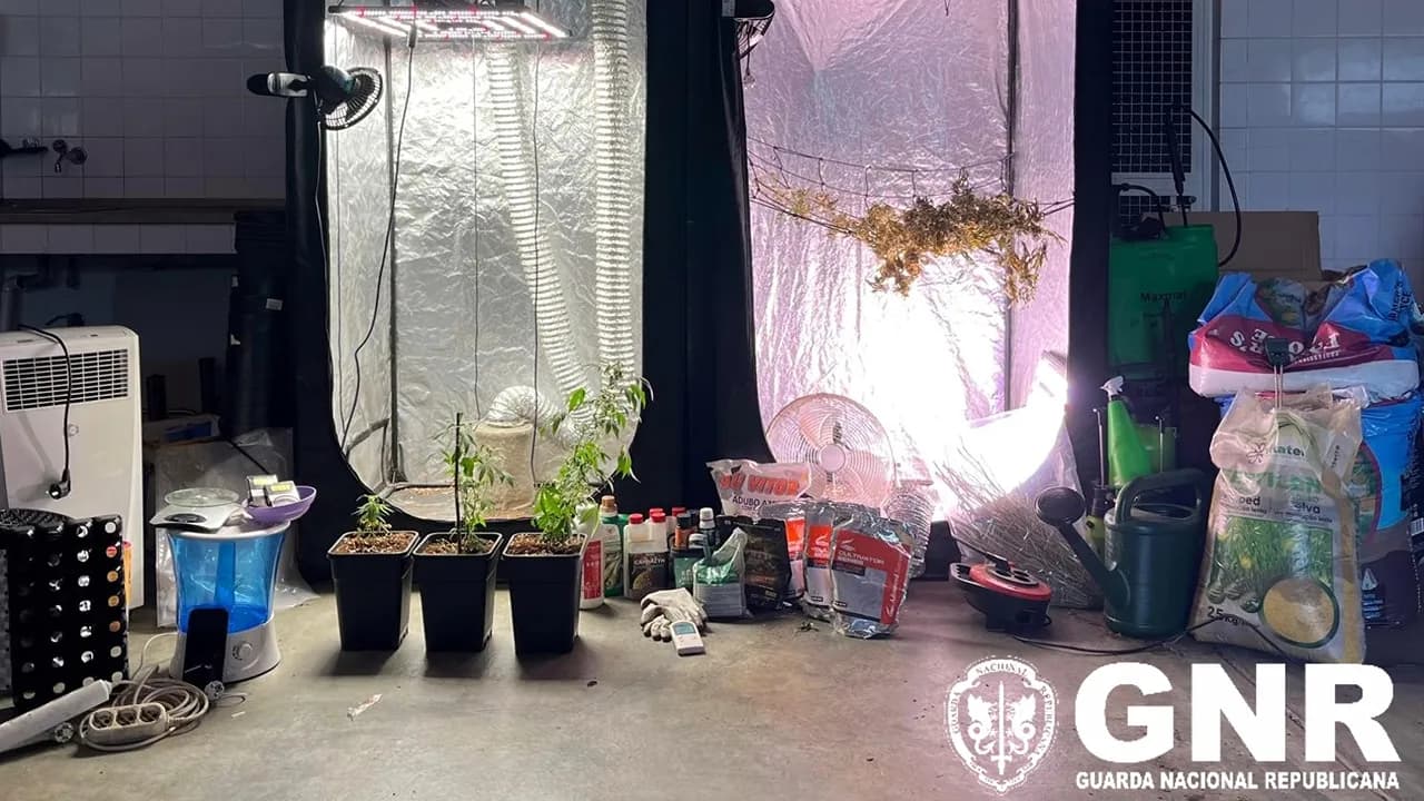 Apreensão Covilhã ©GNR