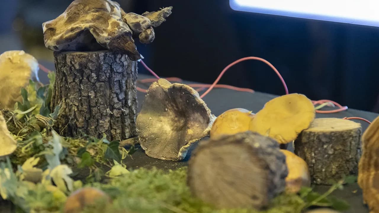 Míscaros @CM Fundão