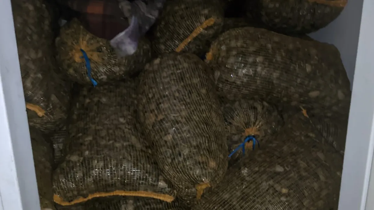 Amêijoa-japonesa apreendida @GNR