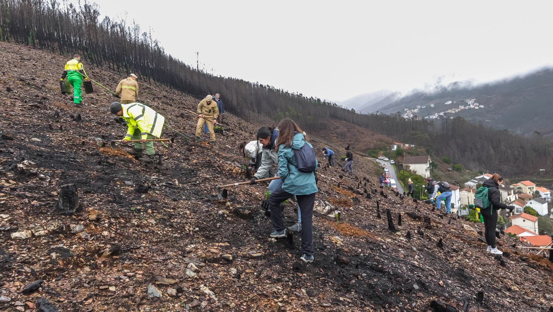 Ações de reflorestação @CM Seia 