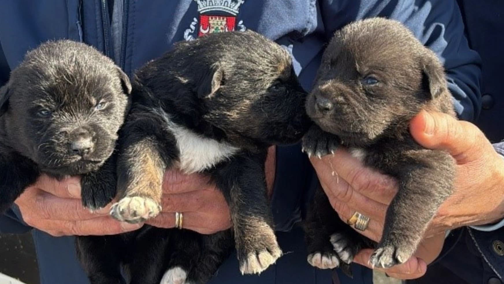 Resgate dos animais @GNR Lisboa 