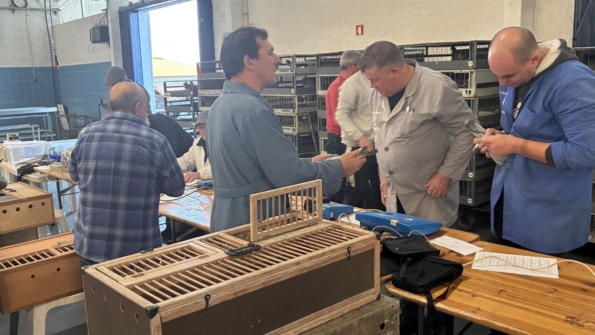 Columbofilia @ASSSCC