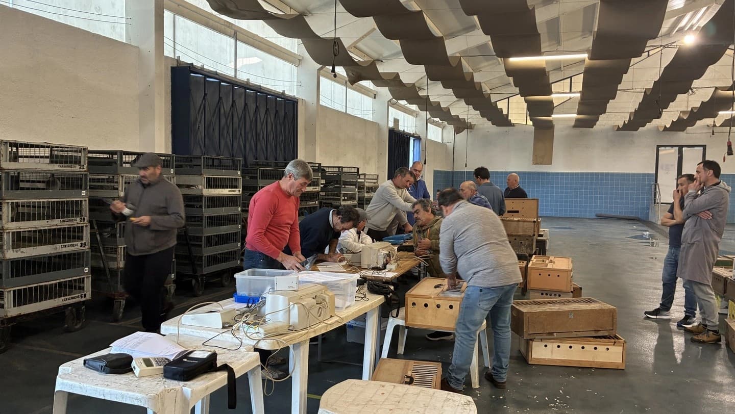 Início da campanha desportiva de columbofilia @ASSSCC