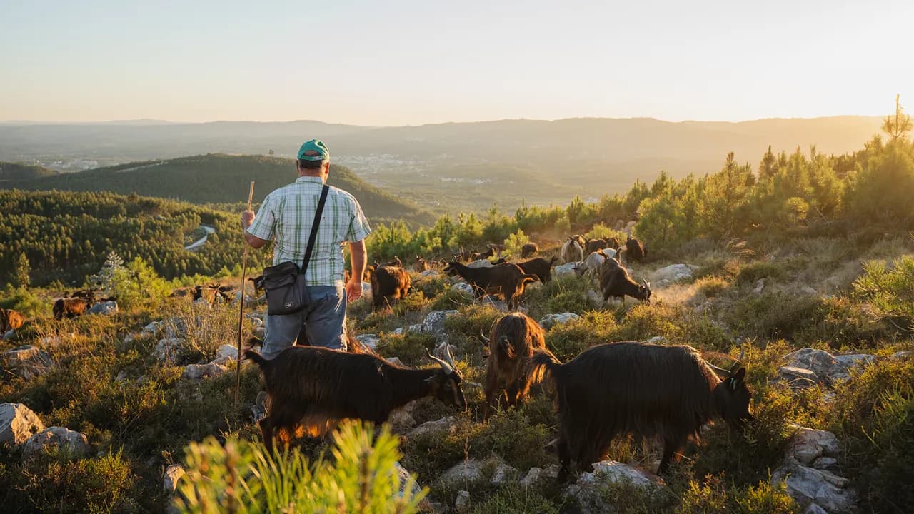 Capril da Serra @Jara Creative Vídeo