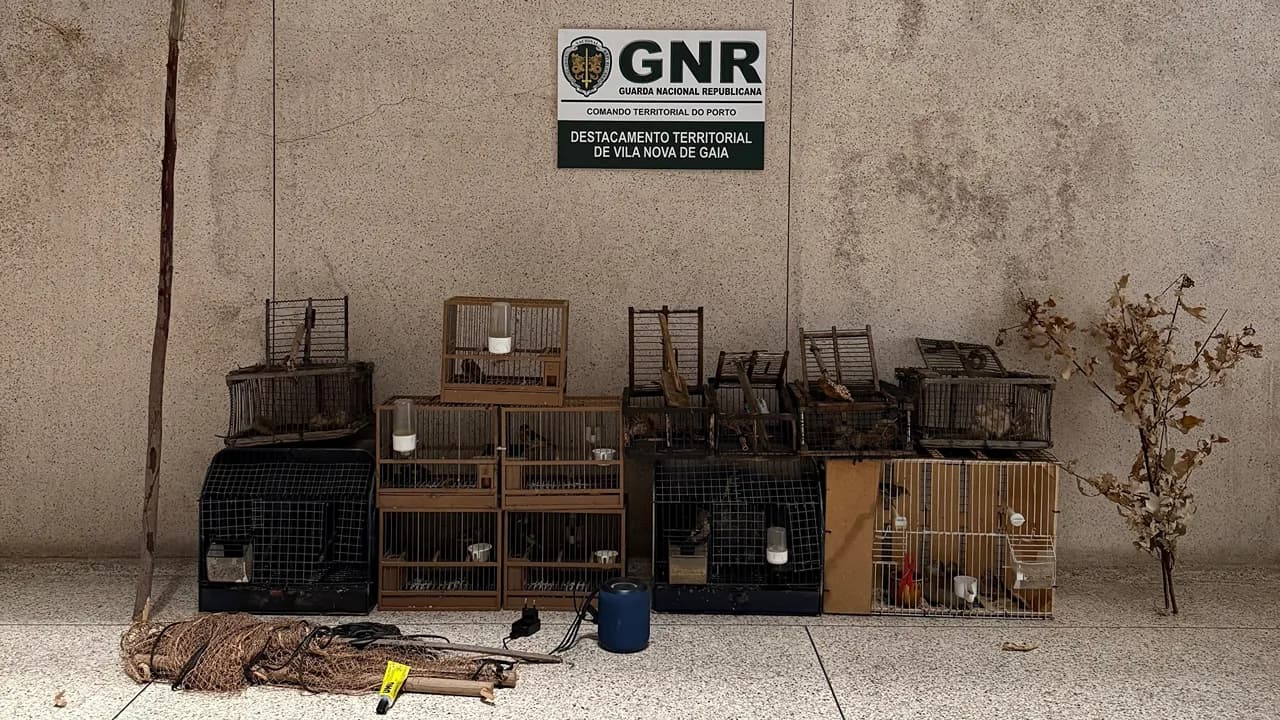Apreensão da GNR @GNR