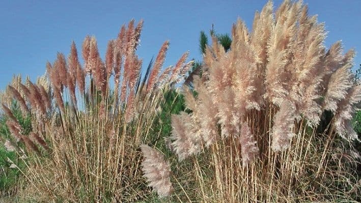 Erva-das-pampas (Cortaderia selloana) @Invasoras.pt