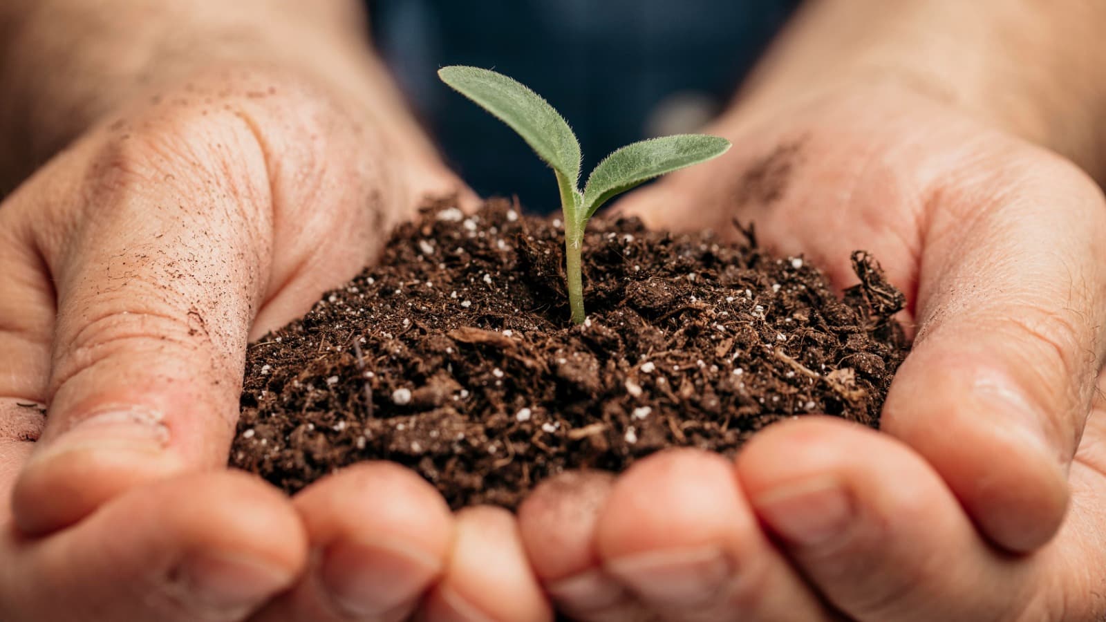 Agricultura @freepik