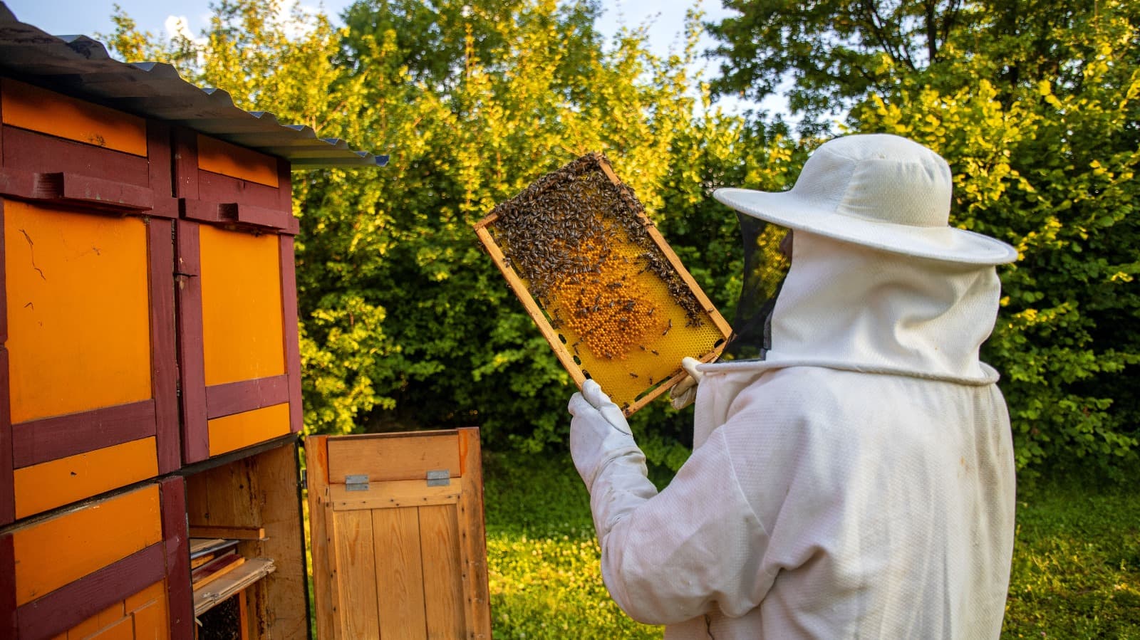 Apicultura @wirestock