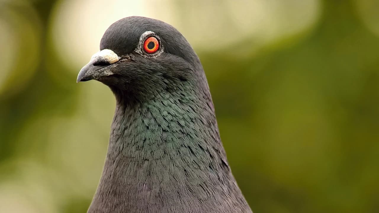 Pombo @montypeter