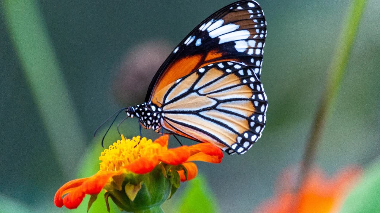 Borboleta @wirestock freepik