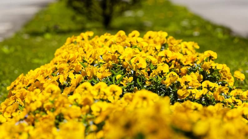 Tapete de flores @CM Viseu