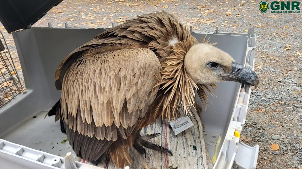 Recolha de grifo @GNR Bragança