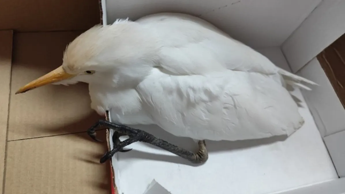 Recolha de carraceira-ocidental @SEPNA