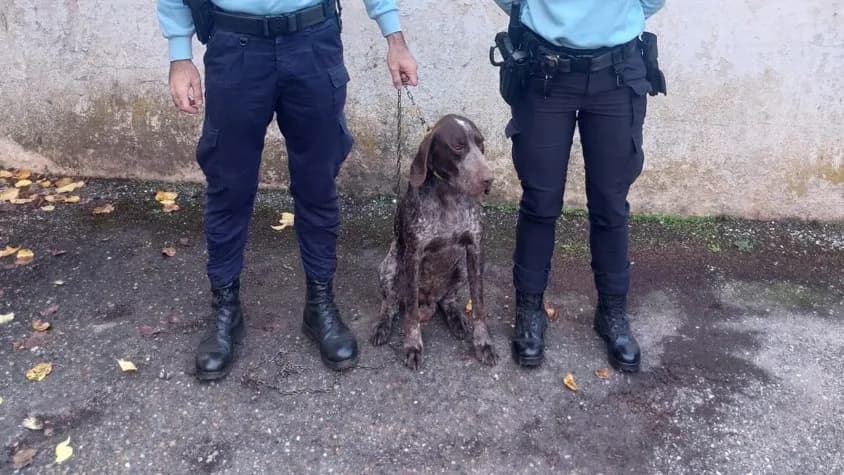 Recuperação de animal de companhia furtado @GNR Évora