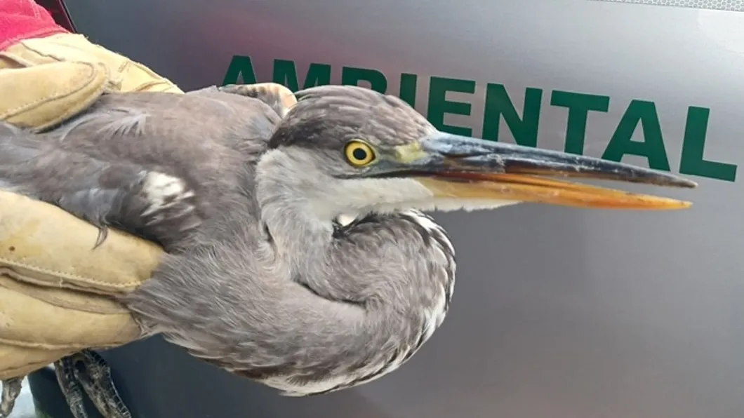 Recolha de garça-real @SEPNA GNR