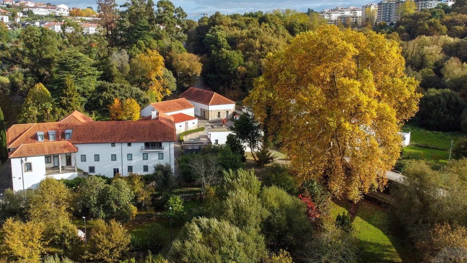 Plátano da Quinta da Cruz @Município de Viseu / Rui da Cruz