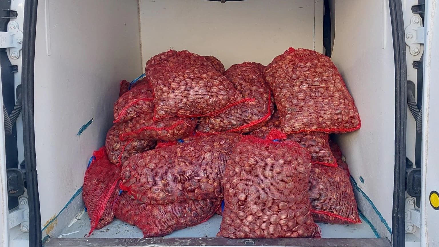 Amêijoa-japonesa apreendida @AMN