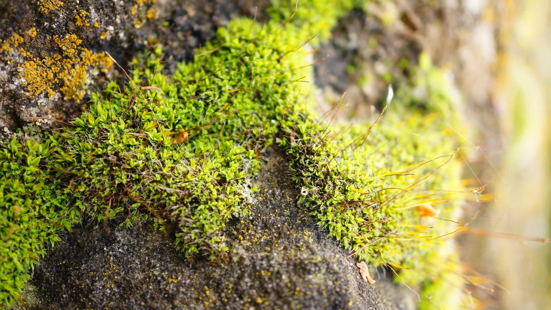 Imagem ilustrativa @wirestock freepik