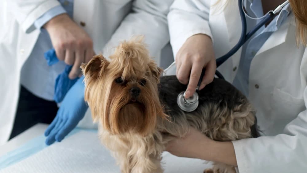 Médicos veterinários @freepik