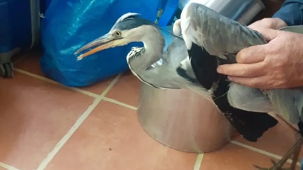 Recolha de garça-real @SEPNA GNR