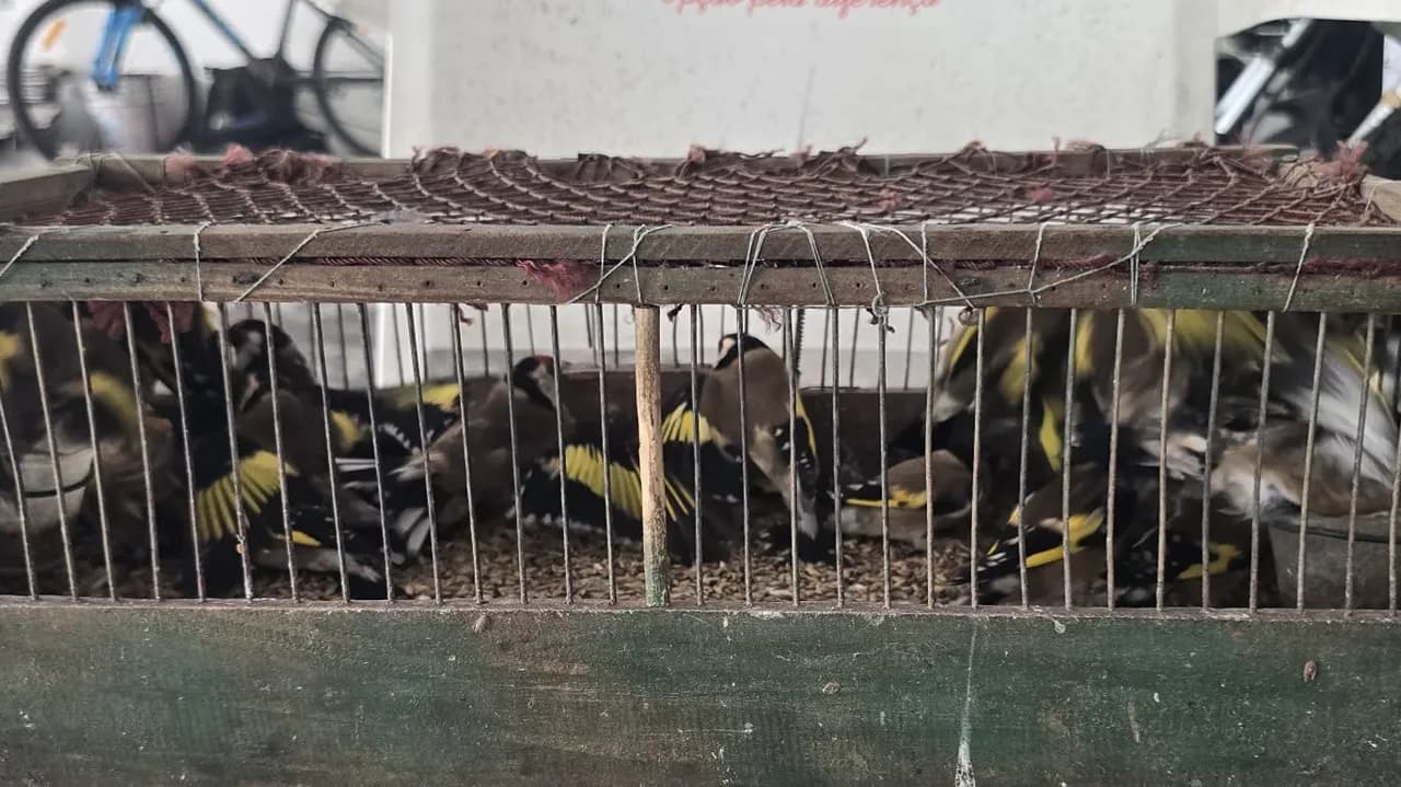 Animais recuperados @GNR