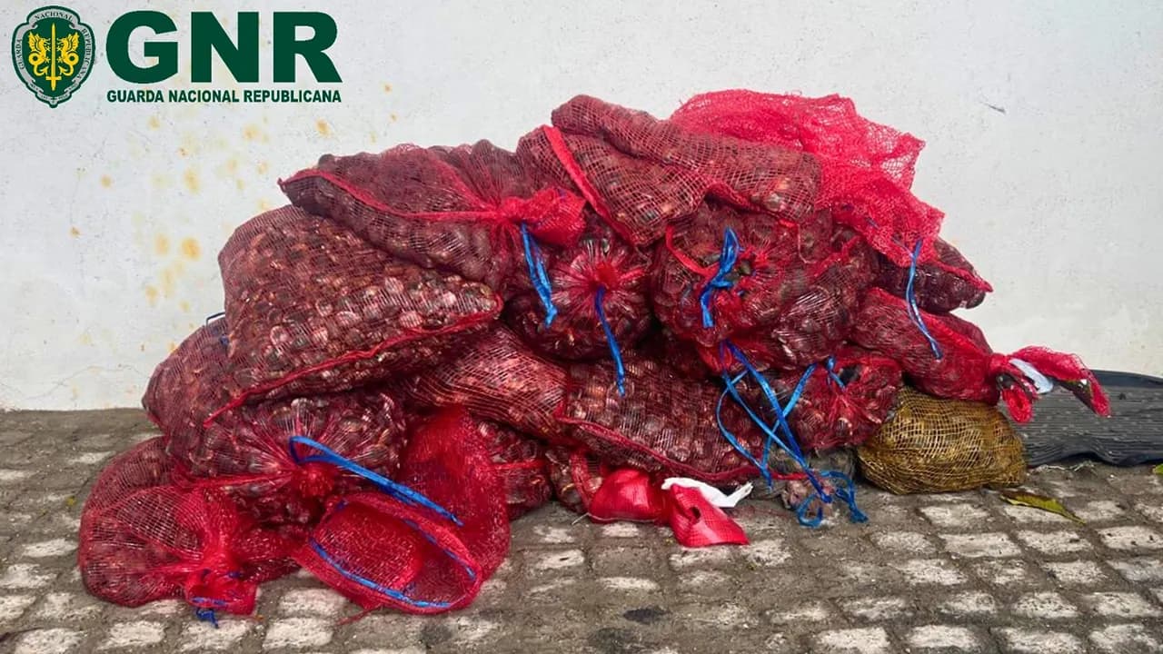 Apreensão da GNR @GNR