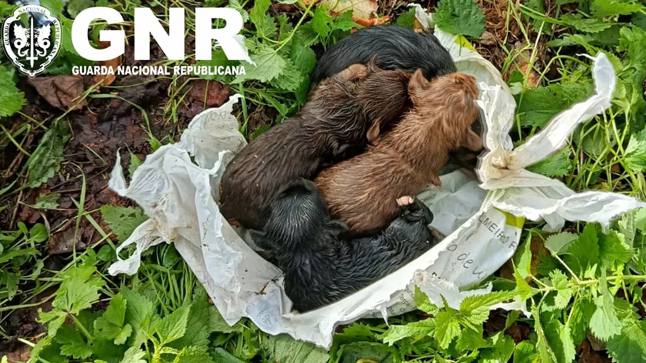 Animais recuperados @GNR