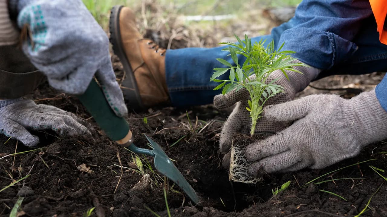 Reflorestação @freepik